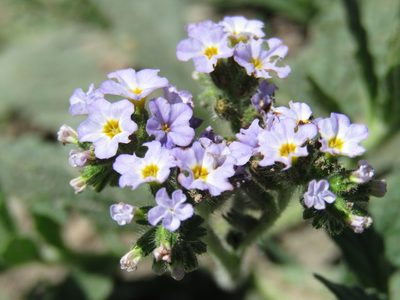 Heliotropium amplexicaule, photographed by Candela Castro