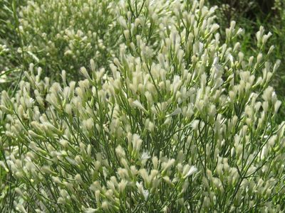 Baccharis notosergila, photographed by Candela Castro