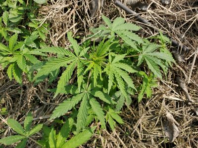 Cannabis sativa, photographed by Tom Field