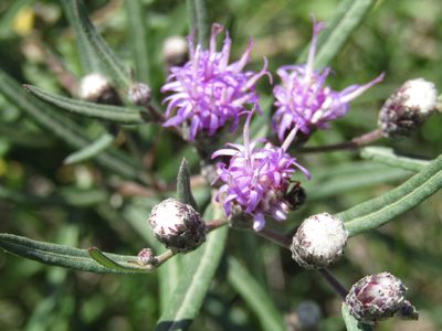 Lessingianthus rubricaulis, photographed by Candela Castro