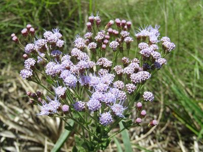 Chromolaena hirsuta, photographed by Candela Castro