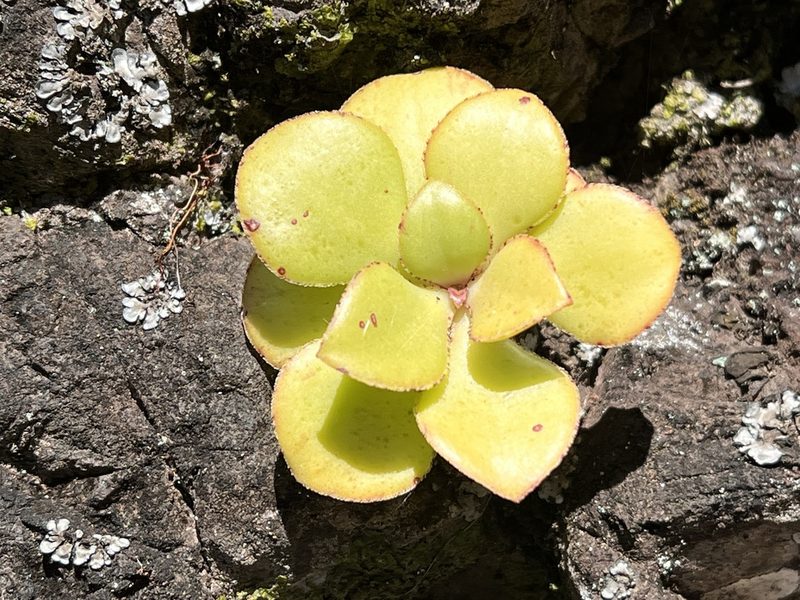 Aeonium glutinosum, photographed by William Stephens