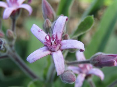 Oxypetalum solanoides, photographed by Candela Castro