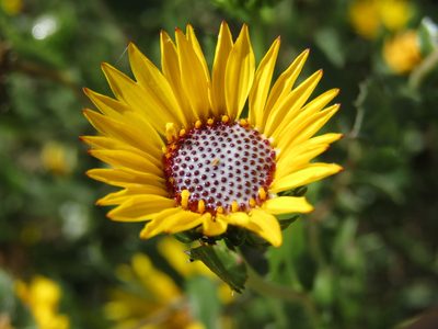 Grindelia pulchella, photographed by Candela Castro