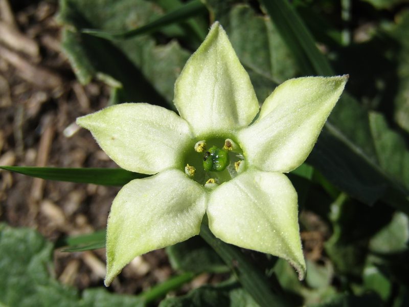 Jaborosa runcinata, photographed by Candela Castro