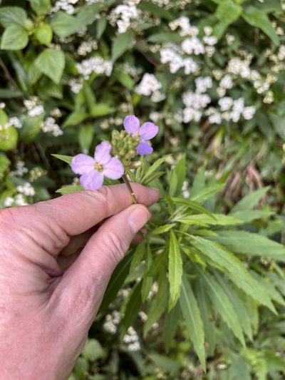 Erysimum bicolor, photographed by William Stephens