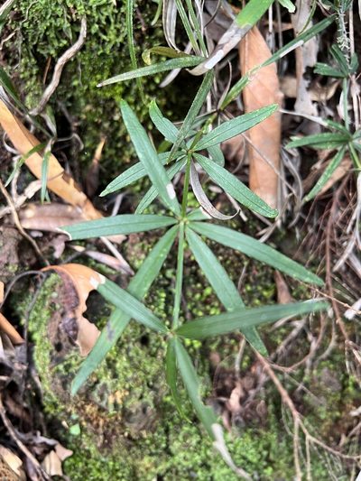 Rubia occidens, photographed by William Stephens