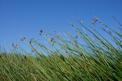 Schoenoplectus lacustris, photographed by Olena V. Vakarenko