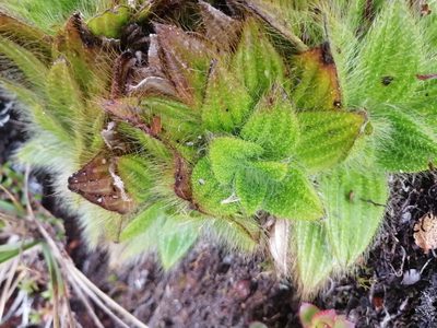 Castratella piloselloides, photographed by GERMAN LEONEL SARMIENTO CRUZ