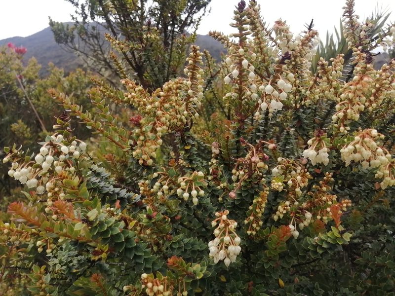 Gaultheria anastomosans, photographed by GERMAN LEONEL SARMIENTO CRUZ