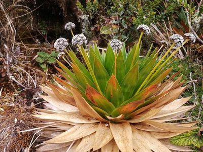 Paepalanthus alpinus, photographed by GERMAN LEONEL SARMIENTO CRUZ