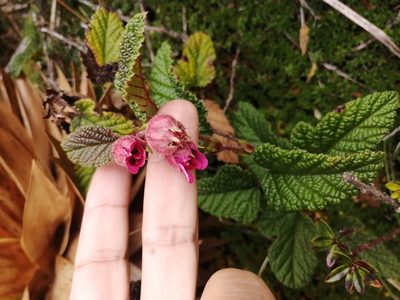 Rubus acanthophyllos, photographed by GERMAN LEONEL SARMIENTO CRUZ