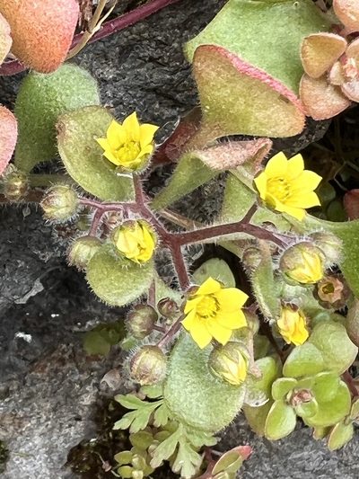 Aichryson villosum, photographed by William Stephens