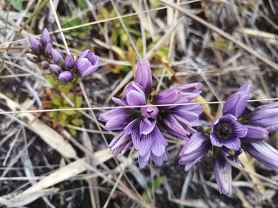 Gentianella corymbosa, photographed by GERMAN LEONEL SARMIENTO CRUZ