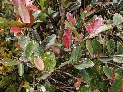 Macleania rupestris, photographed by GERMAN LEONEL SARMIENTO CRUZ