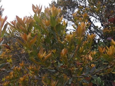 Myrica parvifolia, photographed by GERMAN LEONEL SARMIENTO CRUZ