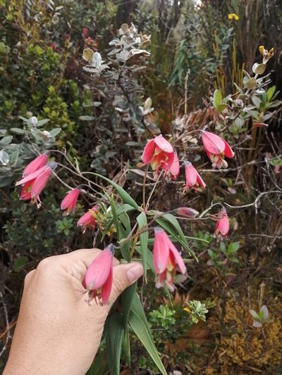 Bomarea pauciflora, photographed by GERMAN LEONEL SARMIENTO CRUZ