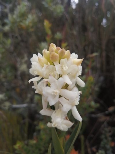 Epidendrum chioneum, photographed by GERMAN LEONEL SARMIENTO CRUZ