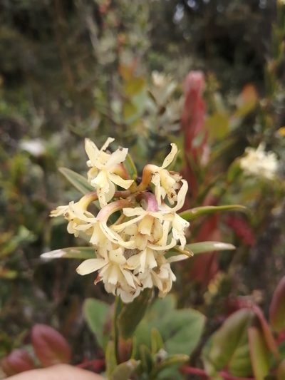 Epidendrum chioneum, photographed by GERMAN LEONEL SARMIENTO CRUZ