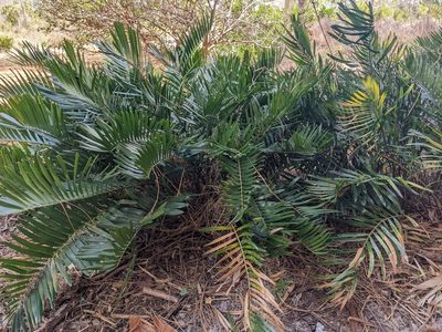 Zamia integrifolia, photographed by Mirko Schoenitz