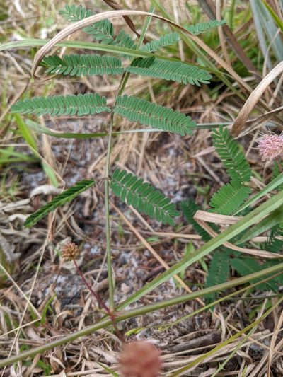 Mimosa floridana, photographed by Mirko Schoenitz