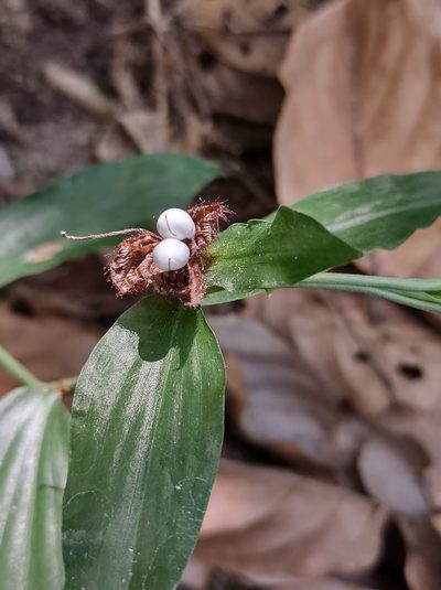 Commelina rufipes, photographed by Diana Fuentes