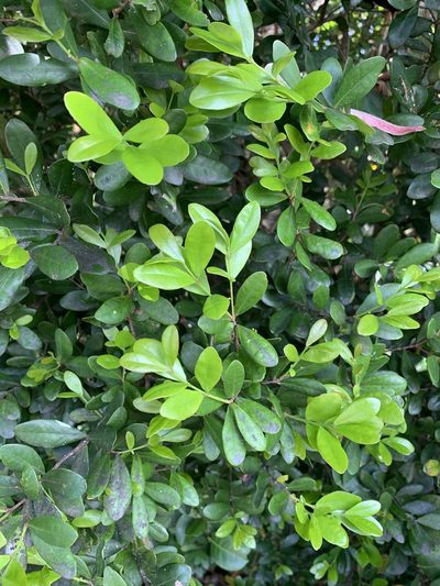 Eugenia foetida, photographed by SiphonophoreSlinger