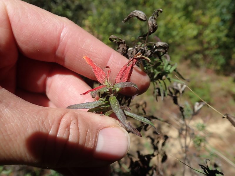 Castilleja tenuiflora, photographed by Scott Yarger