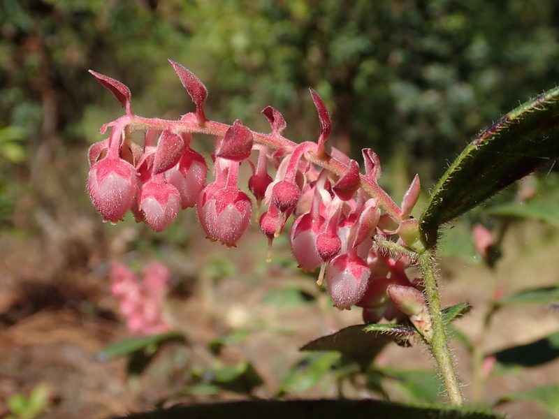 Gaultheria erecta, photographed by Scott Yarger