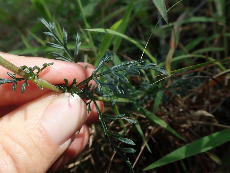 Lamourouxia multifida, photographed by Scott Yarger