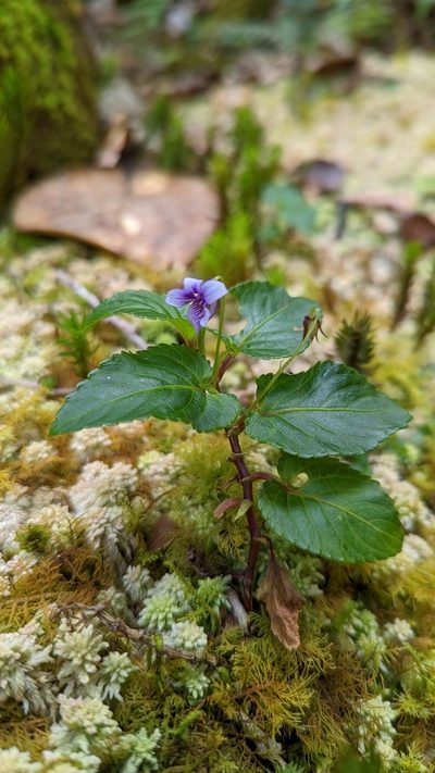 Viola scandens, photographed by Trevor Van Loon