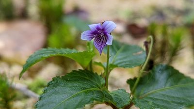 Viola scandens, photographed by Trevor Van Loon