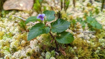 Viola scandens, photographed by Trevor Van Loon