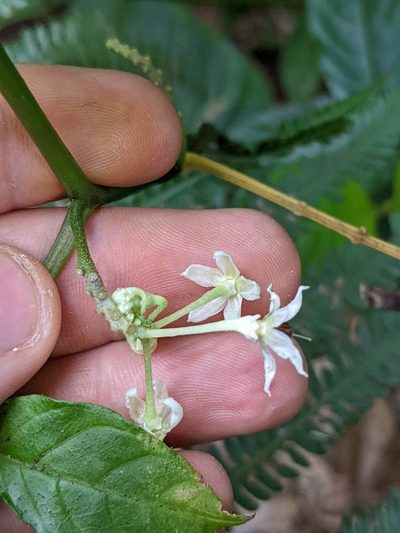 Solanum trizygum, photographed by Trevor Van Loon