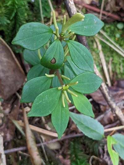 Peperomia palmana, photographed by Trevor Van Loon