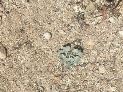 Eriogonum elegans, photographed by Pinnacles National Park