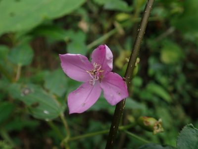 Arthrostemma ciliatum, photographed by Scott Yarger