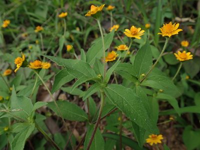 Melampodium divaricatum, photographed by Scott Yarger