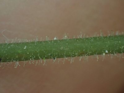 Cranichis diphylla, photographed by Trevor Van Loon