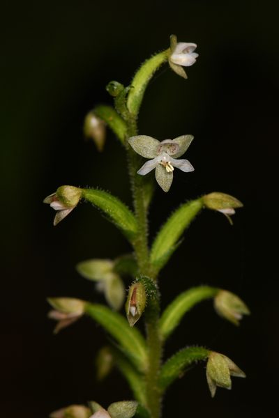 Cranichis diphylla, photographed by Trevor Van Loon