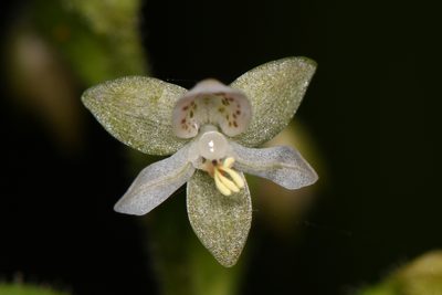 Cranichis diphylla, photographed by Trevor Van Loon