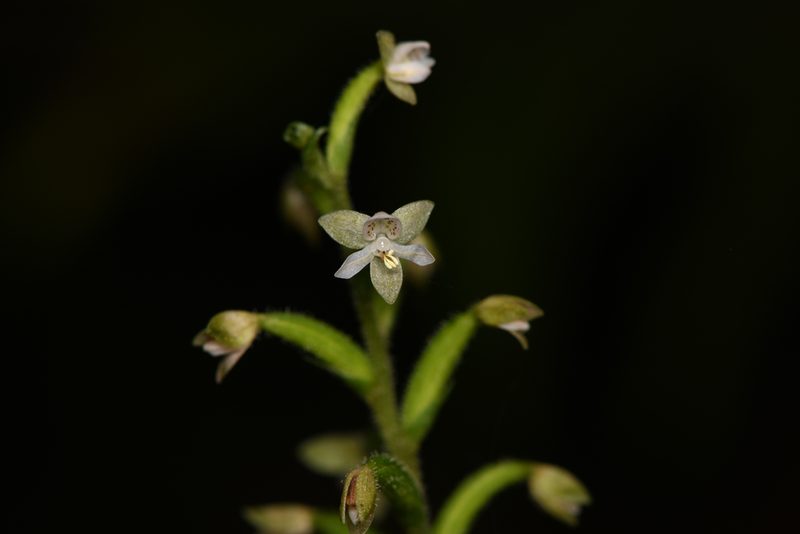 Cranichis diphylla, photographed by Trevor Van Loon