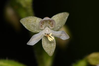 Cranichis diphylla, photographed by Trevor Van Loon