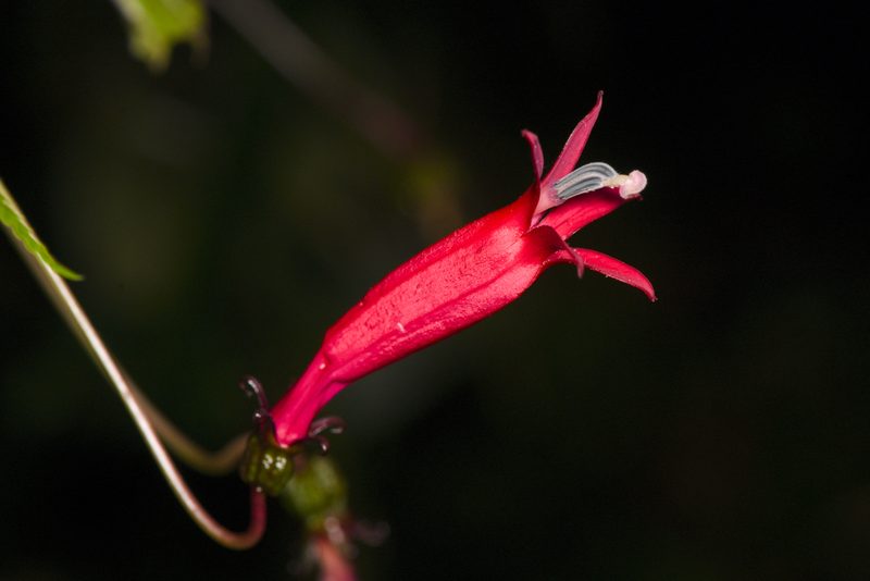 Centropogon costaricae, photographed by Trevor Van Loon