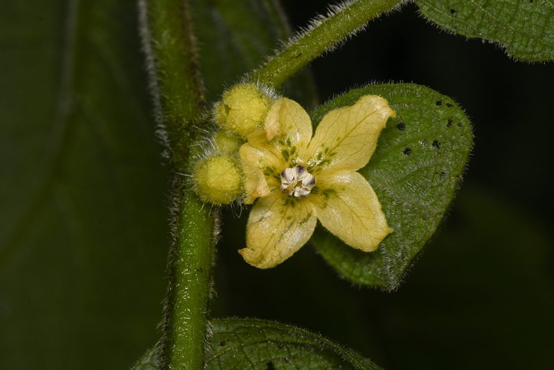 Witheringia maculata, photographed by Trevor Van Loon