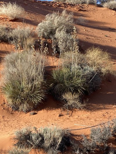 Yucca utahensis, photographed by Kate Harper