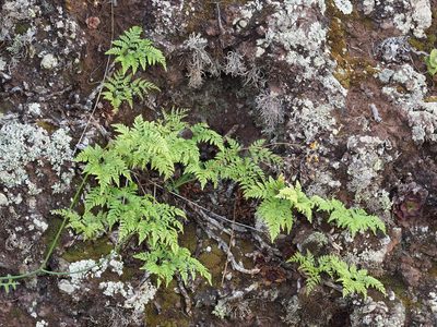 Davallia canariensis, photographed by gwynmwilliams