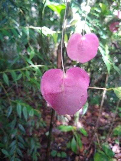 Passiflora membranacea, photographed by Leo Arias