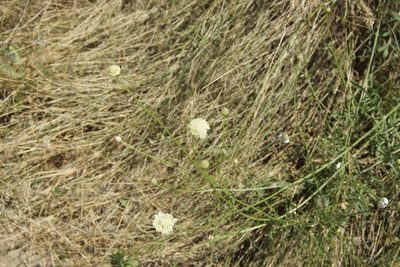 Cephalaria uralensis, photographed by Olena V. Vakarenko