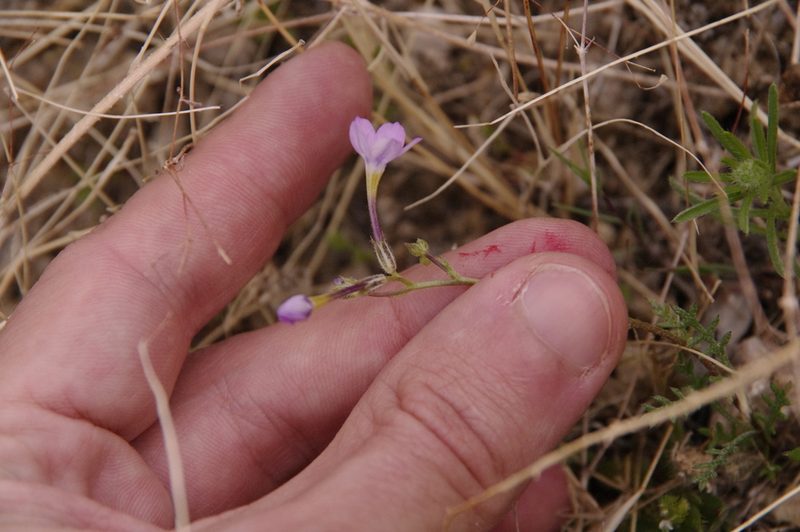 Gilia flavocincta, photographed by Eric Knight